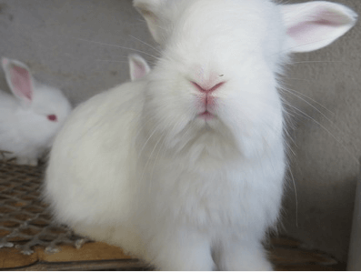 為什么兔飼料中的豆油換成玉米油后兔子的采食減少了