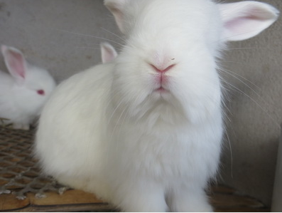 巨型安哥拉兔的種類以及其飼養(yǎng)事項